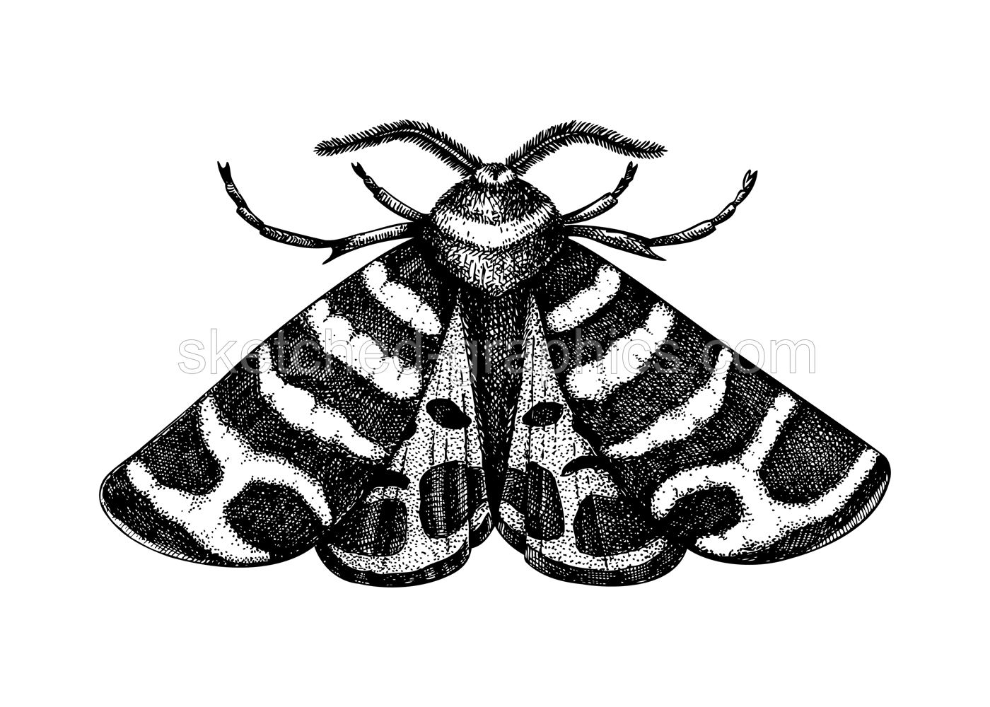 Sketched Tiger moth illustration. Hand-drawn butterfly in vintage style. Entomological vector drawing of insects isolated on white background. Illustration